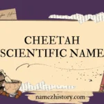 cheetah scientific name