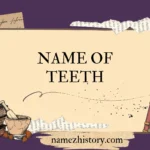 name of teeth