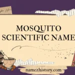 mosquito scientific name